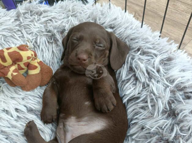 Pra Cord 1 Clear Miniature Dachshund Puppies. for sale in Dorchester, Oxfordshire