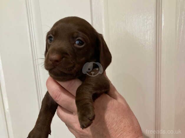 Pra Cord 1 Clear Miniature Dachshund Puppies. for sale in Dorchester, Oxfordshire - Image 3