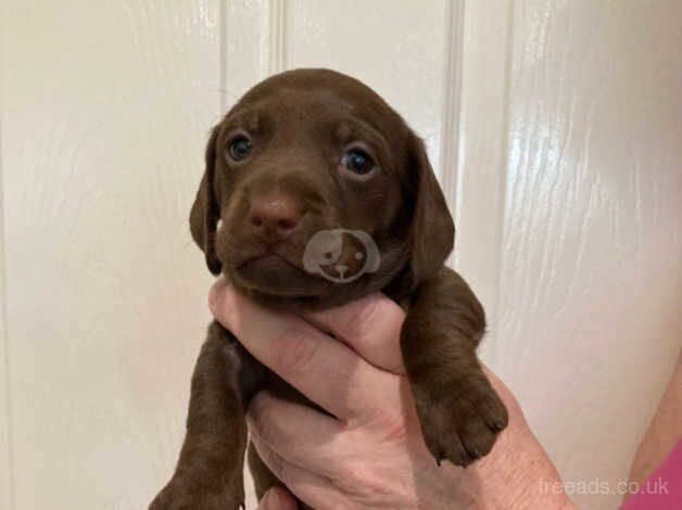 Pra Cord 1 Clear Miniature Dachshund Puppies. for sale in Dorchester, Oxfordshire - Image 4