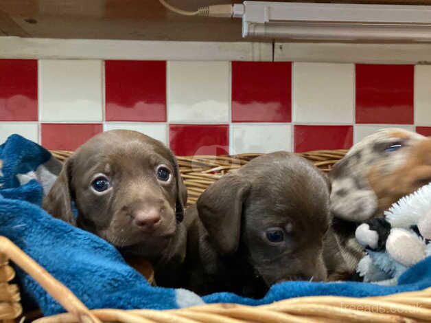 Pra Cord 1 Clear Miniature Dachshund Puppies. for sale in Dorchester, Oxfordshire - Image 5