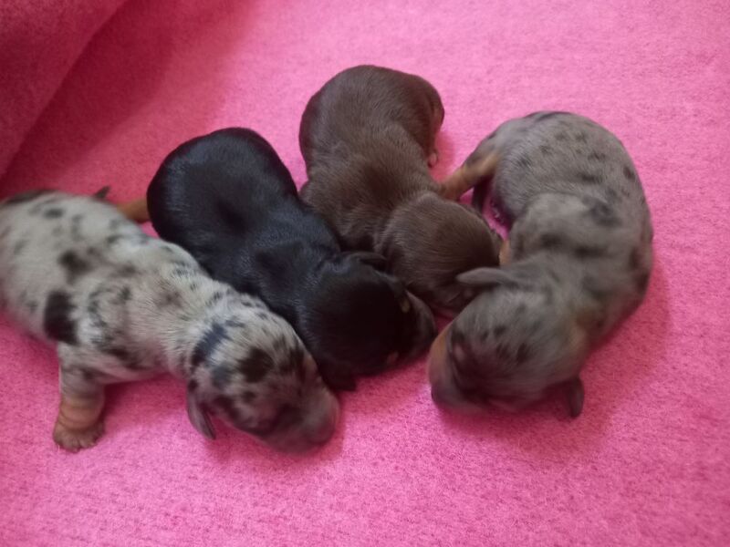 Premium kc mini dachshund puppies for sale in Burgh le Marsh, Lincolnshire