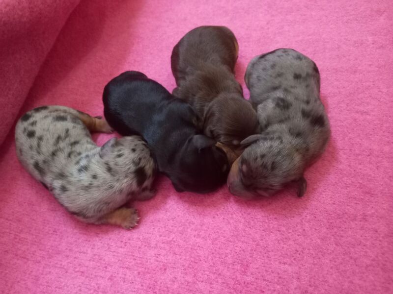 Premium kc mini dachshund puppies for sale in Burgh le Marsh, Lincolnshire - Image 2