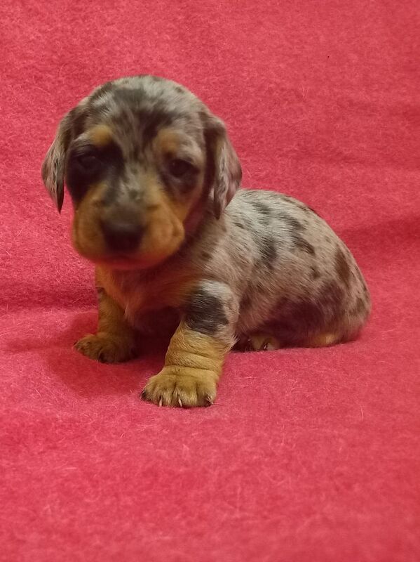 Premium kc mini dachshund puppies for sale in Burgh le Marsh, Lincolnshire