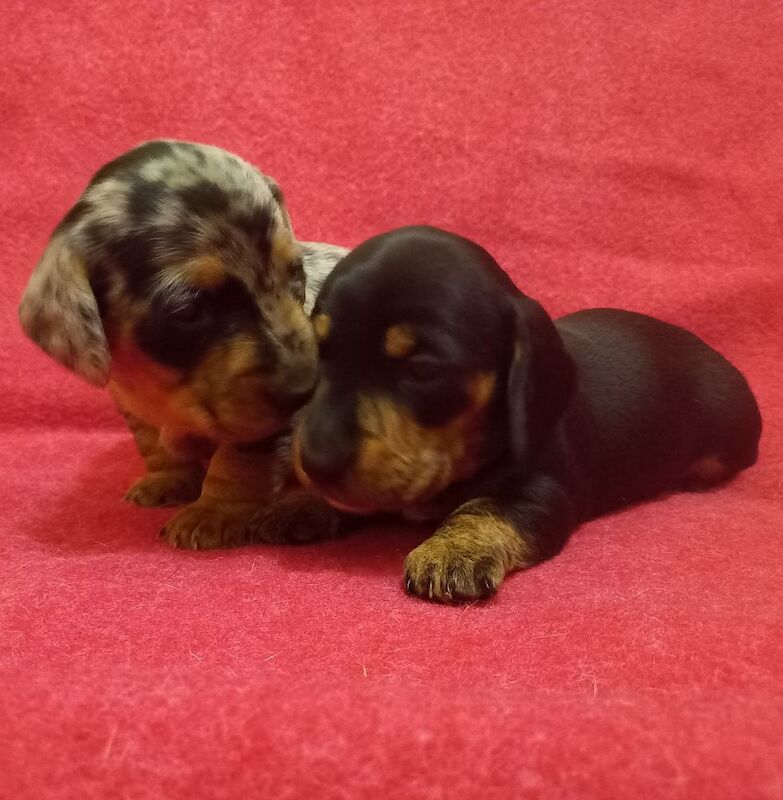 Dachshunds for sale in Burgh le Marsh, Lincolnshire