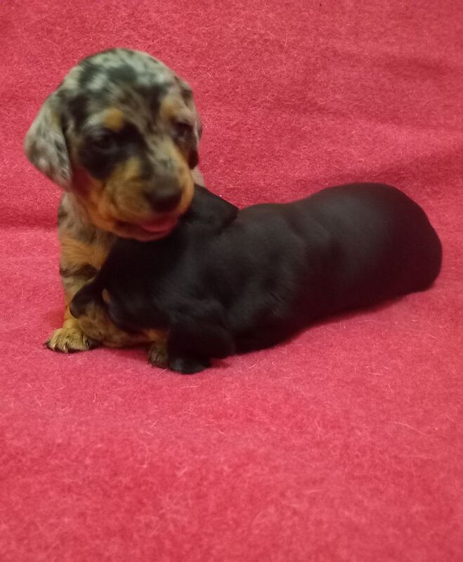 KC Registered Dachshund Puppies for sale in Lincolnshire