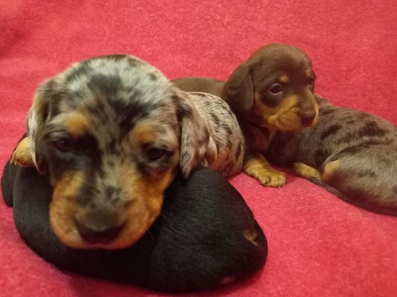 Dachshund Puppies for sale