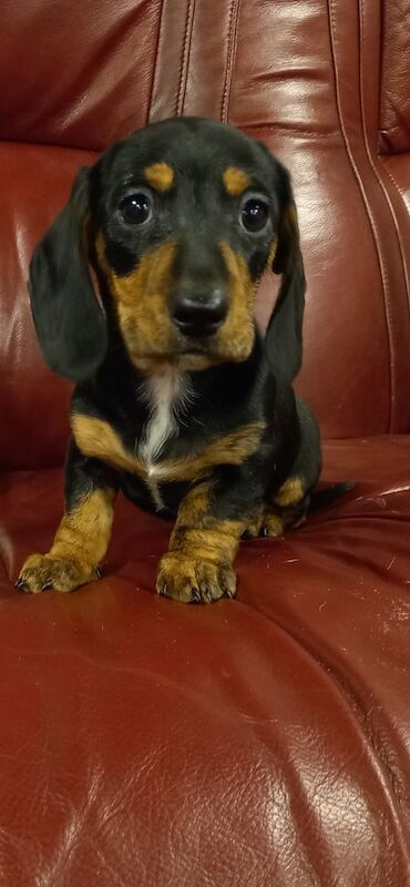 Premium kc mini dachshund puppies for sale in Burgh le Marsh, Lincolnshire