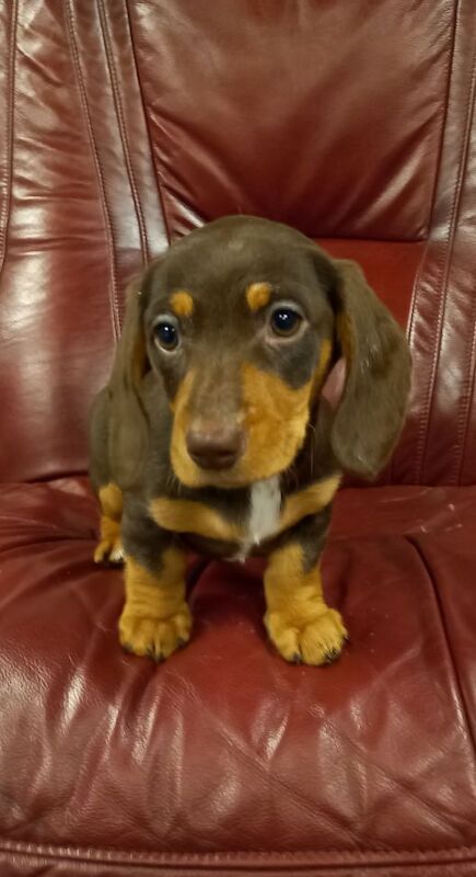 Premium kc mini dachshund puppies for sale in Burgh le Marsh, Lincolnshire - Image 2