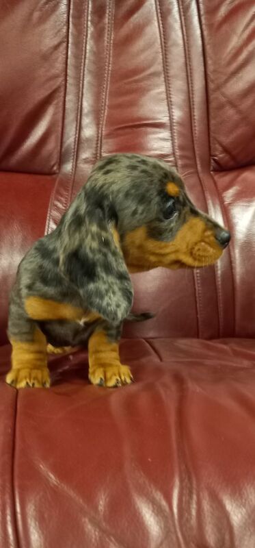 Premium kc mini dachshund puppies for sale in Burgh le Marsh, Lincolnshire - Image 3