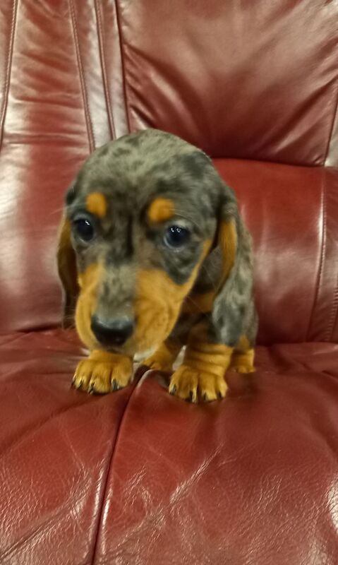 Premium kc mini dachshund puppies for sale in Burgh le Marsh, Lincolnshire - Image 4