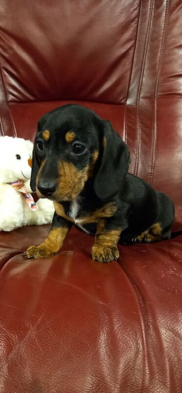 Premium kc mini dachshund puppies for sale in Burgh le Marsh, Lincolnshire - Image 5