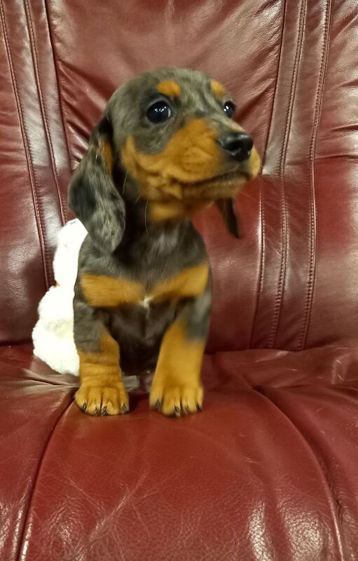 Premium kc mini dachshund puppies for sale in Burgh le Marsh, Lincolnshire - Image 6