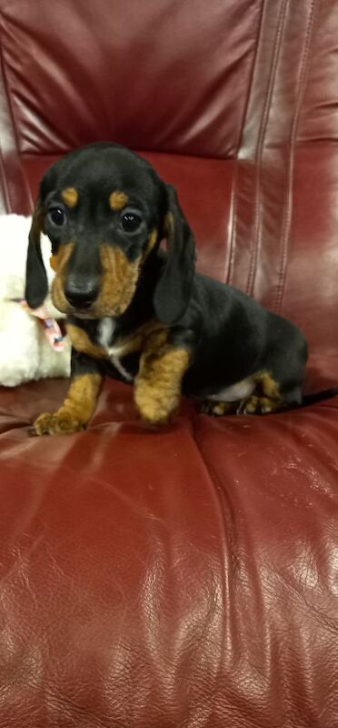 Premium kc mini dachshund puppies for sale in Burgh le Marsh, Lincolnshire - Image 7