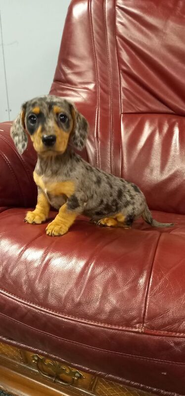 Premium kc mini dachshund puppies for sale in Burgh le Marsh, Lincolnshire - Image 8