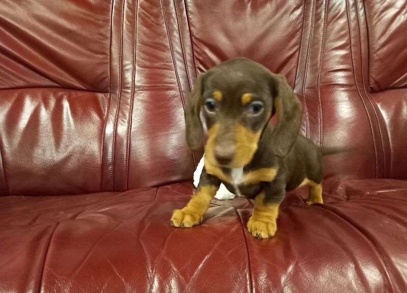 Premium kc mini dachshund puppies for sale in Burgh le Marsh, Lincolnshire - Image 9