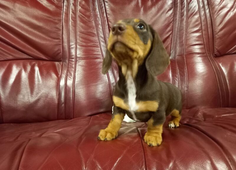 Premium kc mini dachshund puppies for sale in Burgh le Marsh, Lincolnshire - Image 10