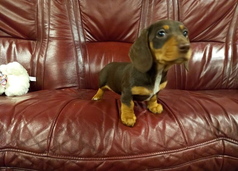 Premium kc mini dachshund puppies for sale in Burgh le Marsh, Lincolnshire - Image 11