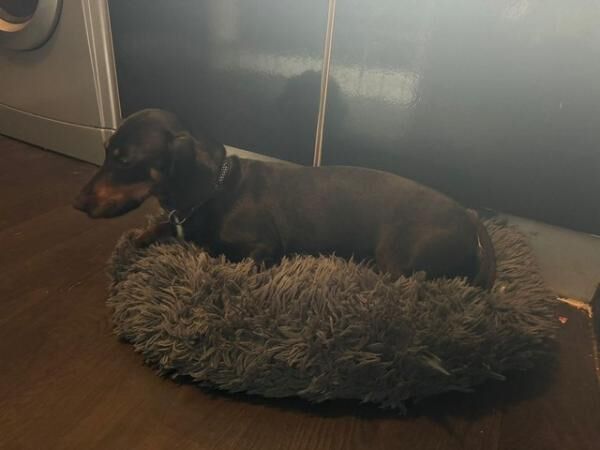 Pretty cute Dachshund female (No time wasters) for sale in Loughborough, Leicestershire