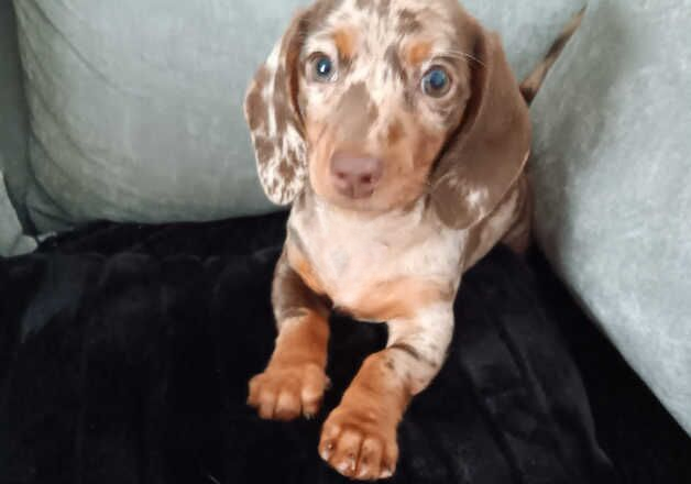 Puppie Dapple girl dachshund for sale in Cardiff/Caerdydd, Cardiff