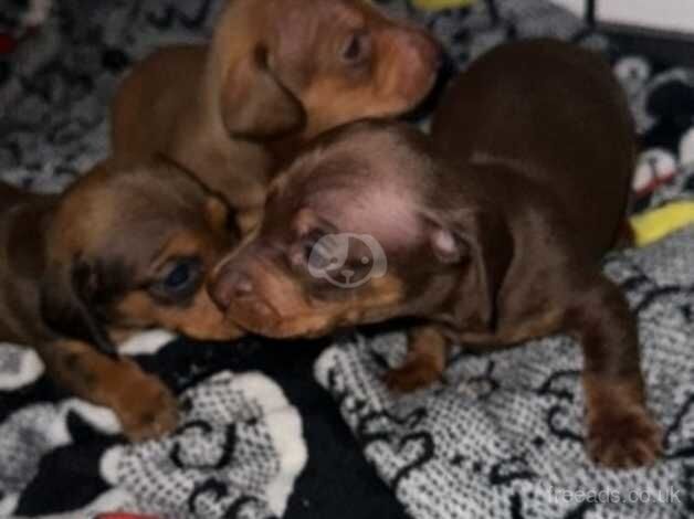 Puppies for sale in Swanscombe, Kent