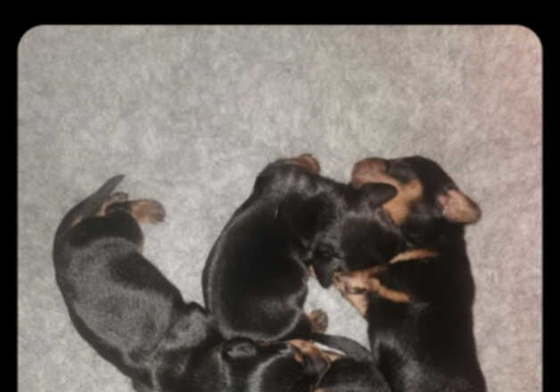 Puppies for sale in Truro, Cornwall