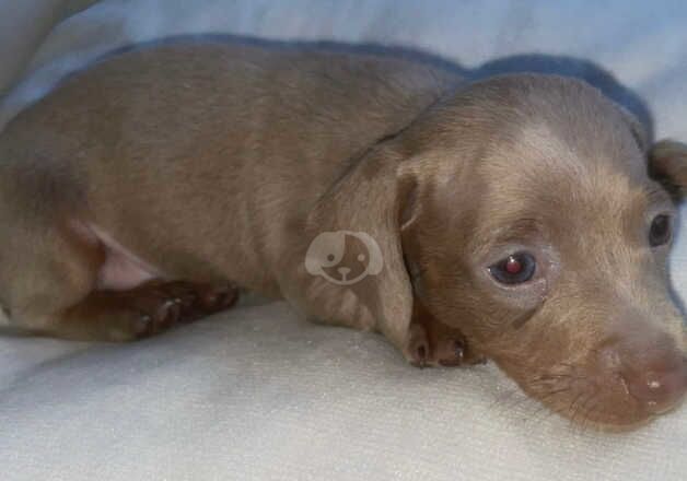 Dachshund Puppies for sale in Essex