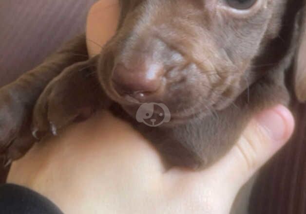 Dachshund Puppies for sale