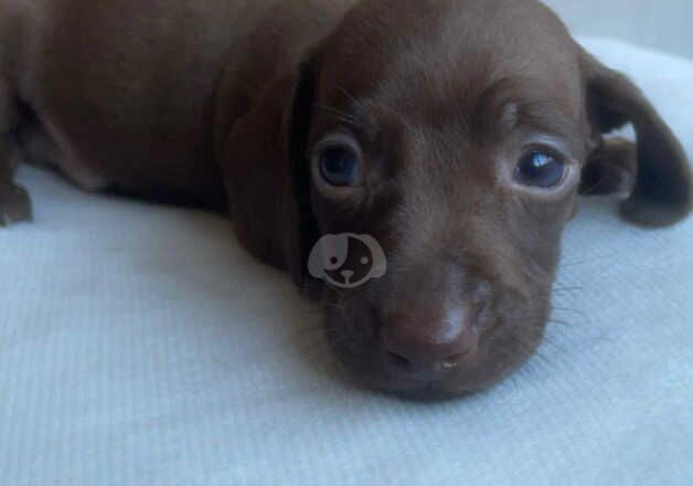 Puppies for sale in Tilbury, Essex - Image 5