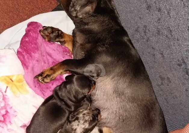 Puppies for sale in Tower Hamlets, Kent