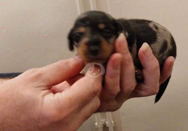 Dachshunds for sale in Tower Hamlets, Kent