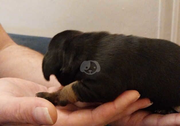 Dachshund Puppies for sale in Kent