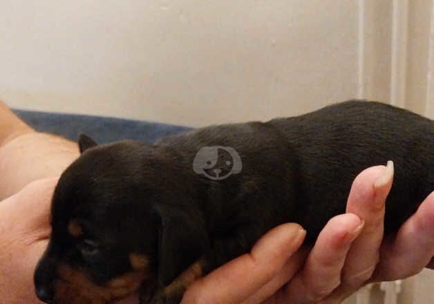 Dachshund Puppies for sale