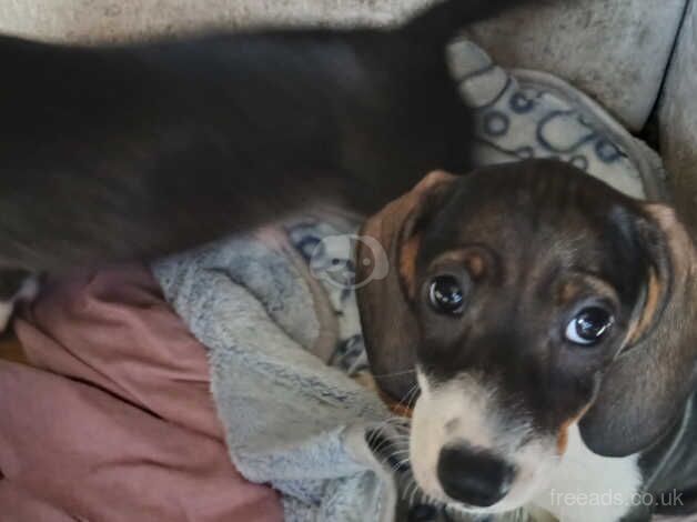 Puppy dachshunds (2 Left) for sale in Loughton, Essex