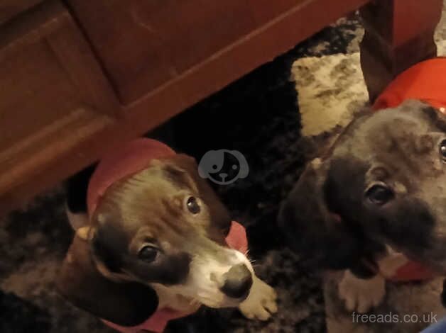 Puppy dachshunds (2x Left) for sale in Loughton, Essex - Image 1