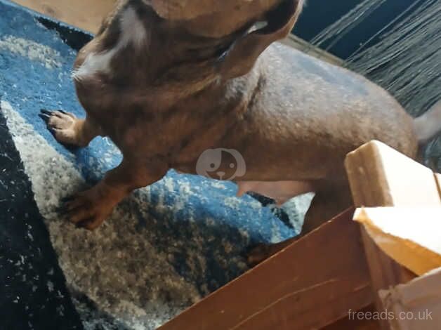 Puppy dachshunds (2x Left) for sale in Loughton, Essex - Image 2