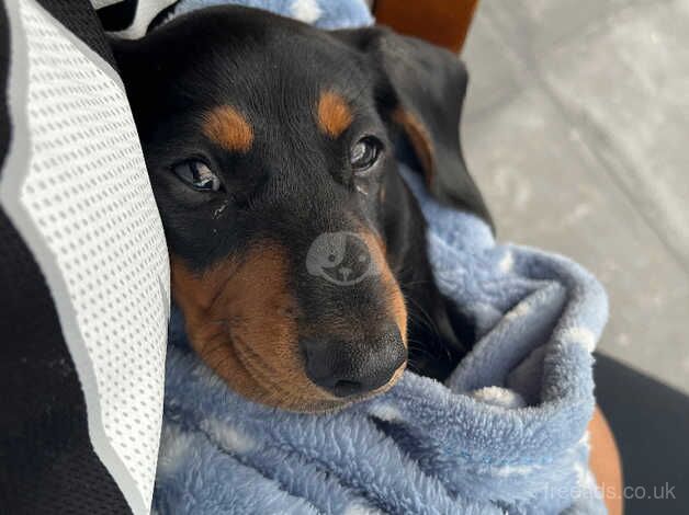 Puppy Daschund for sale in Watford, Northamptonshire