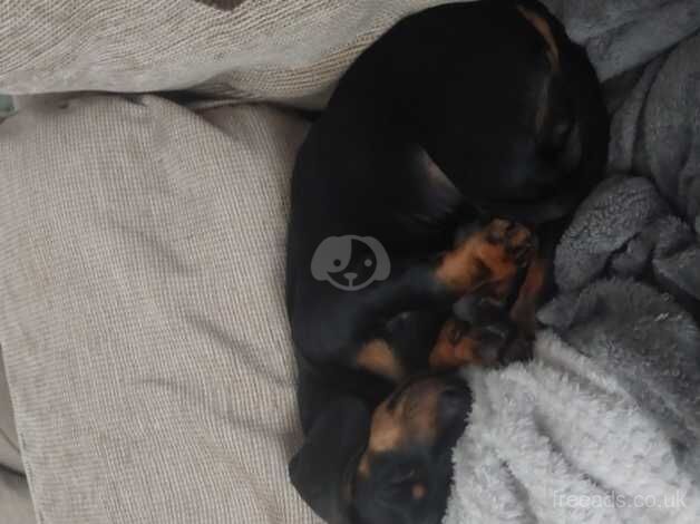 Puppy Dashound for sale in Pudsey, West Yorkshire - Image 1