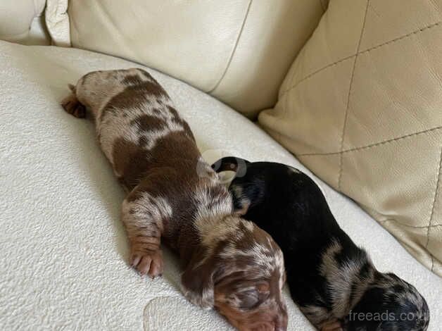 Puppy's for sale in Llanelli, Carmarthenshire