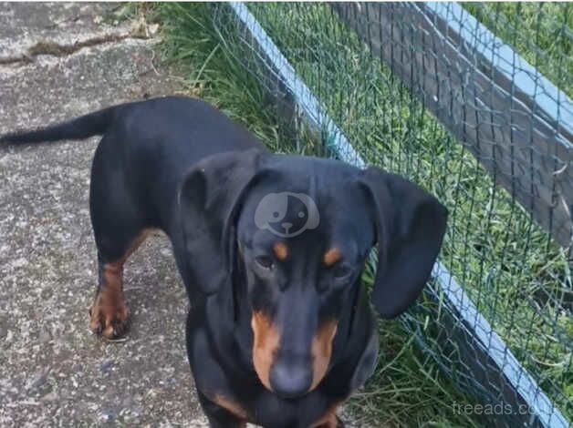 PURDY STANDARD BLACK & TAN GIRL 12MONTHS for sale in Guildford, Surrey