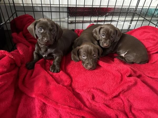 Pure chocolate miniature dachshund puppies for sale in Yateley, Hampshire