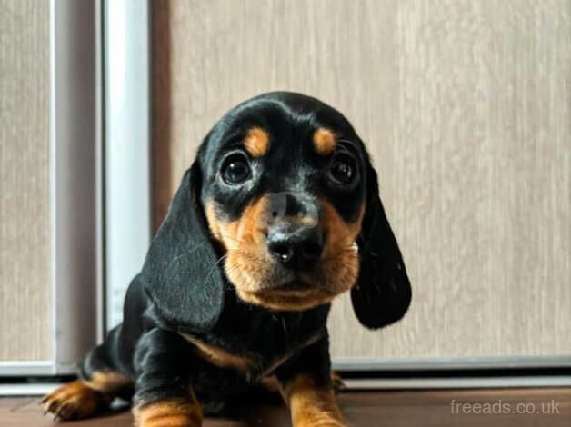 Pure dachshund puppy's for sale in Fort William/An Gearasdan, Highland