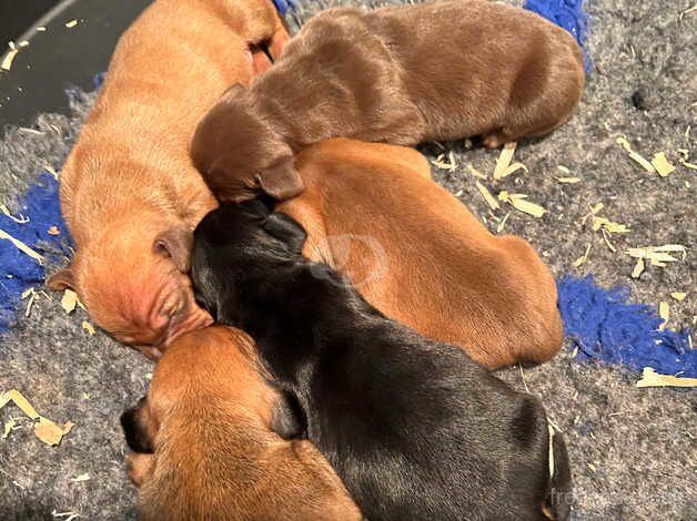 QUALITY KC REG STANDARD DACHSHUNDS for sale in Poulton Le Fylde, Lancashire