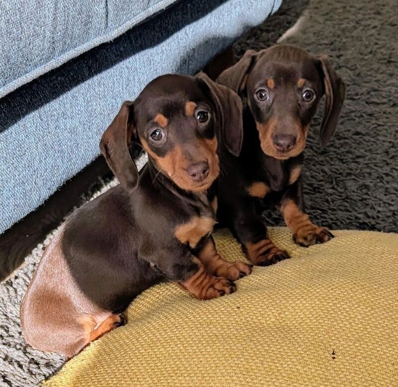 Quality KC Registered Minature Dachshund puppies ( Licensed Breeder) for sale in Ammanford / Rhydaman, Dyfed