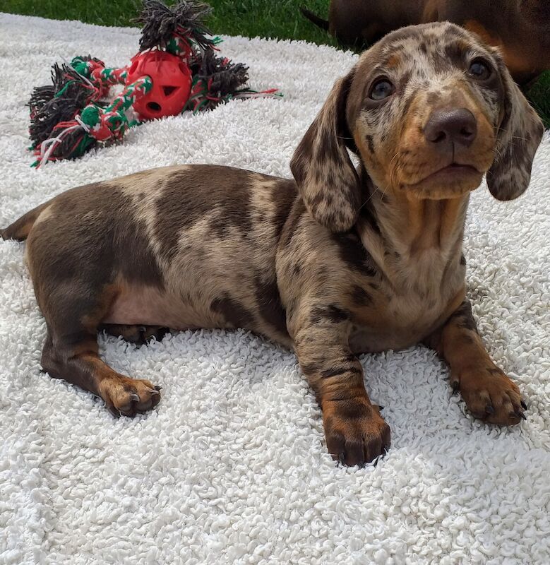 QUALITY MINI SMOOTH HAIRED DACHSHUND PUPPIES FOR SALE in Nottinghamshire 