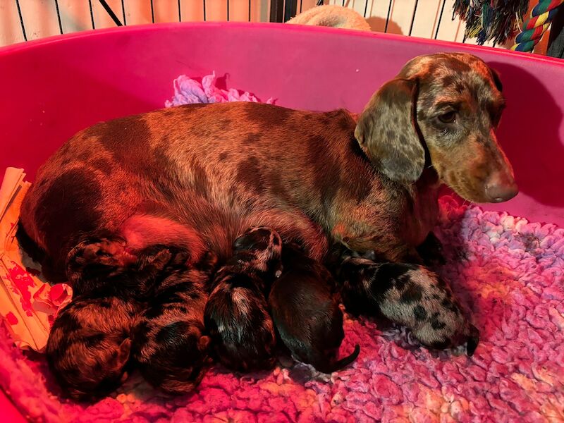 Dachshund Puppies for sale