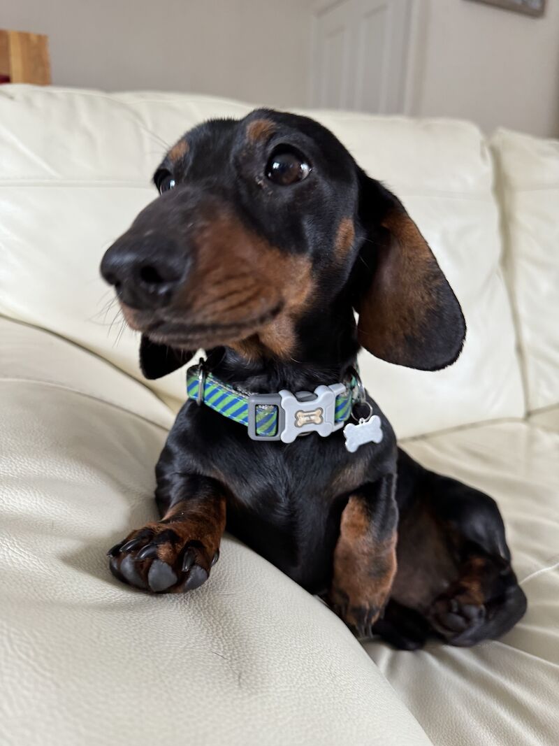 Ready Today! One female left* KC registered, PRA clear Quality miniature dachshund puppies for sale in Faringdon, Oxfordshire - Image 5