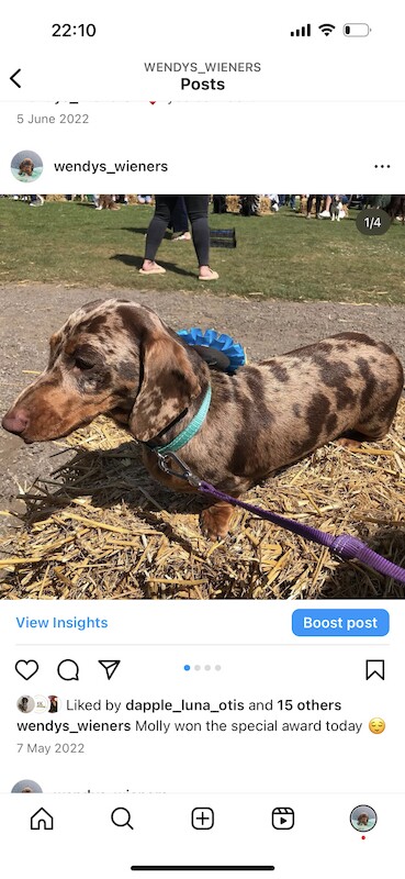 Ready Today! One female left* KC registered, PRA clear Quality miniature dachshund puppies for sale in Faringdon, Oxfordshire - Image 6