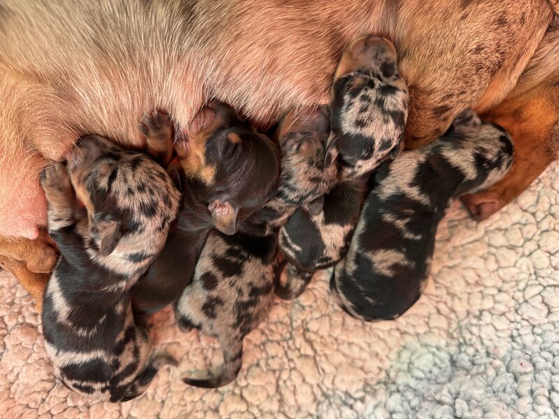 Ready Today! One female left* KC registered, PRA clear Quality miniature dachshund puppies for sale in Faringdon, Oxfordshire - Image 7