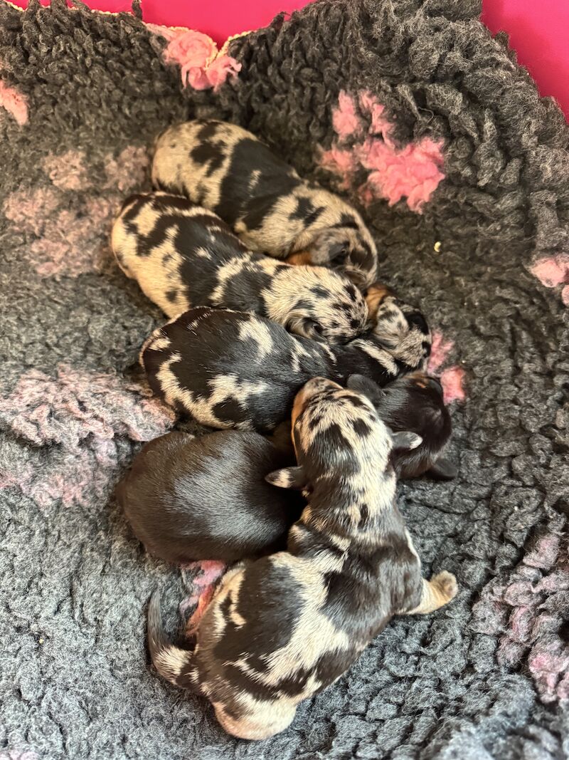 Ready Today! One female left* KC registered, PRA clear Quality miniature dachshund puppies for sale in Faringdon, Oxfordshire - Image 8