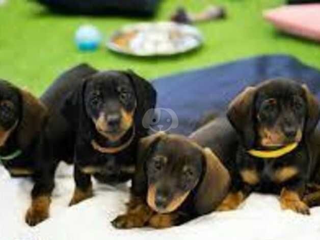 Quality miniature dachshunds for sale in Chester, Cheshire